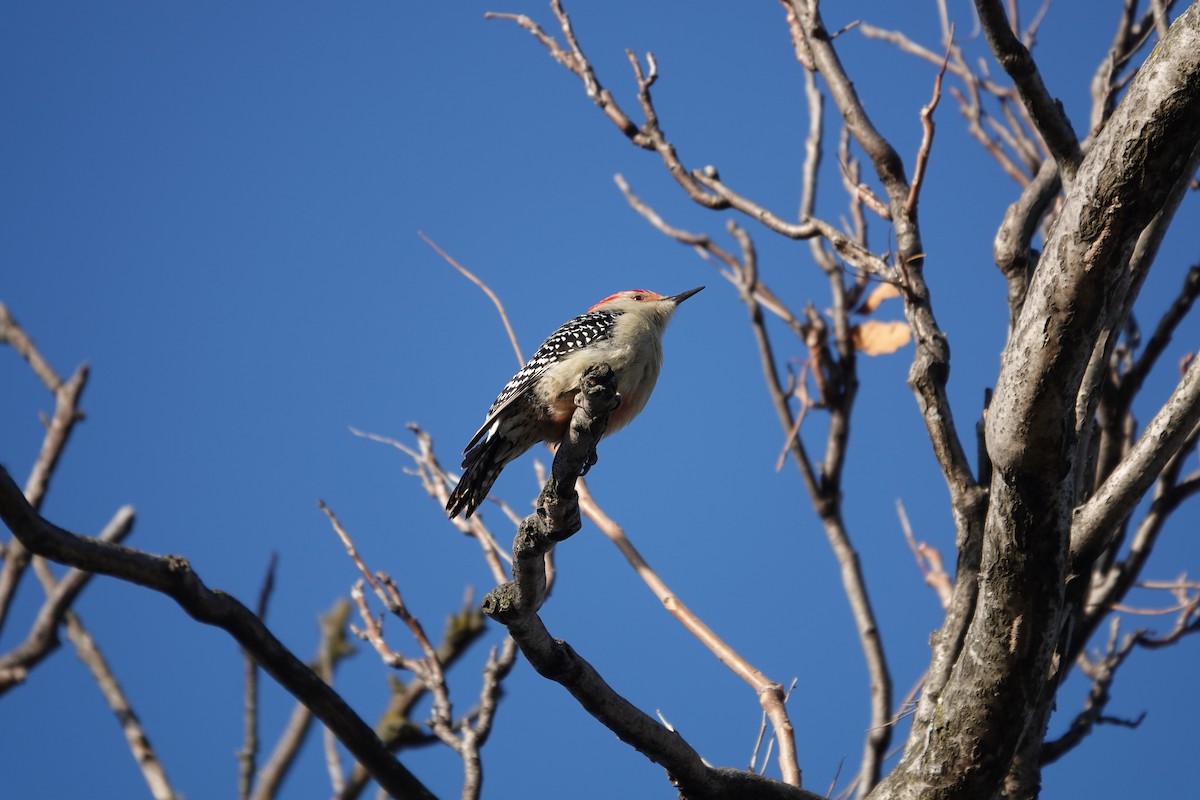 Red-bellied Woodpecker - ML627503482