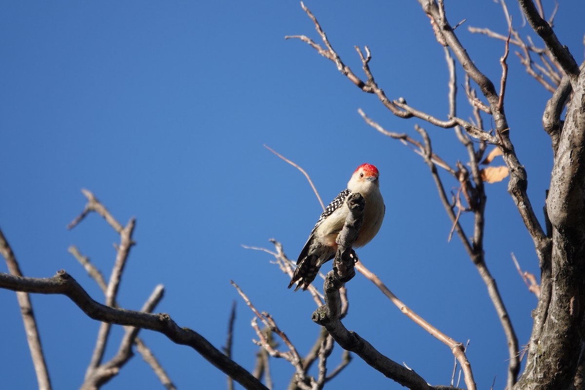 Red-bellied Woodpecker - ML627503483