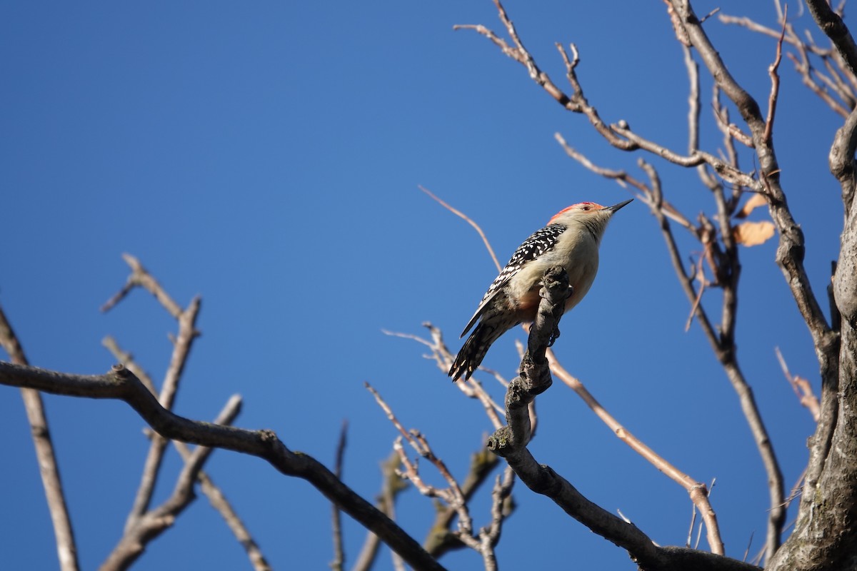 Red-bellied Woodpecker - ML627503484