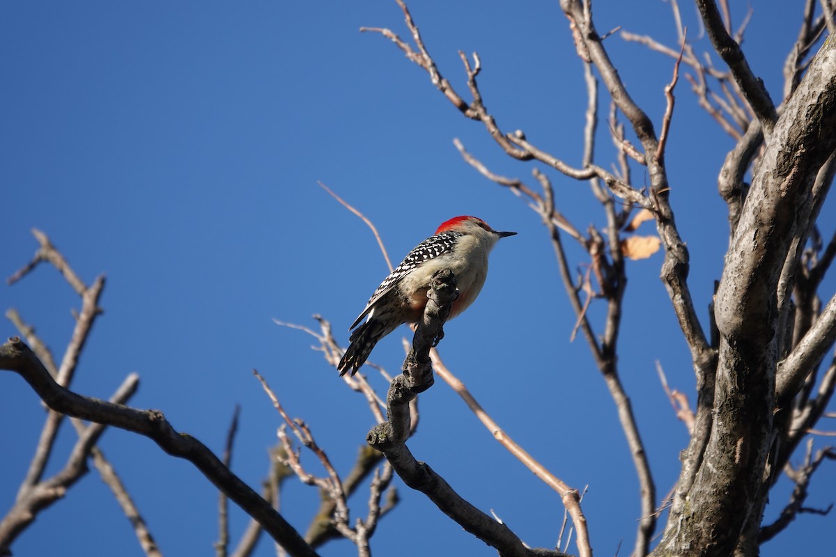 Red-bellied Woodpecker - ML627503485