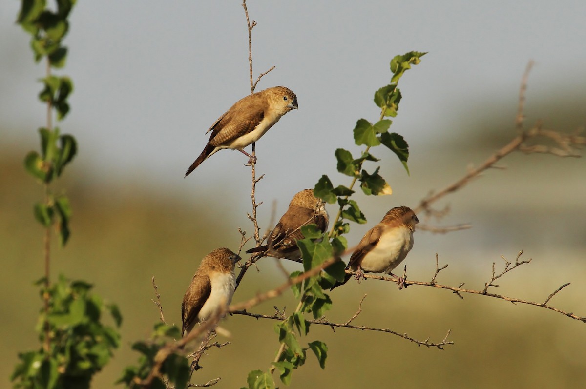 African Silverbill - ML627503503