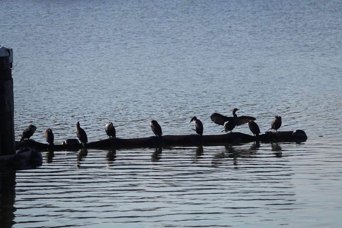 Double-crested Cormorant - ML627503508