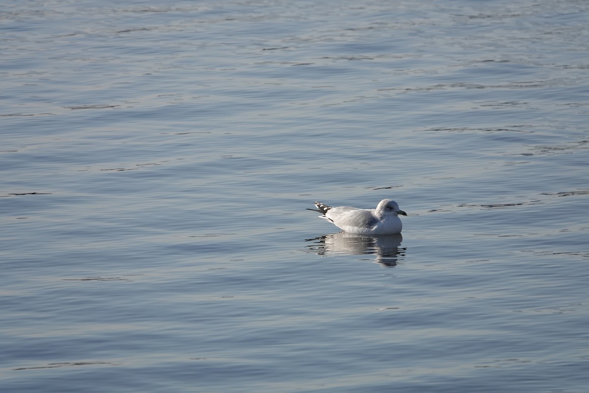 Ring-billed Gull - ML627503510