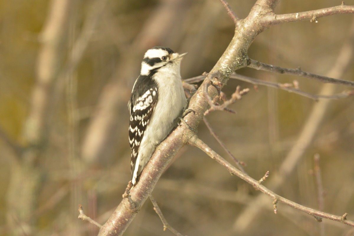 Downy Woodpecker - ML627503871