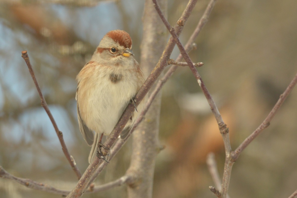 American Tree Sparrow - ML627503873