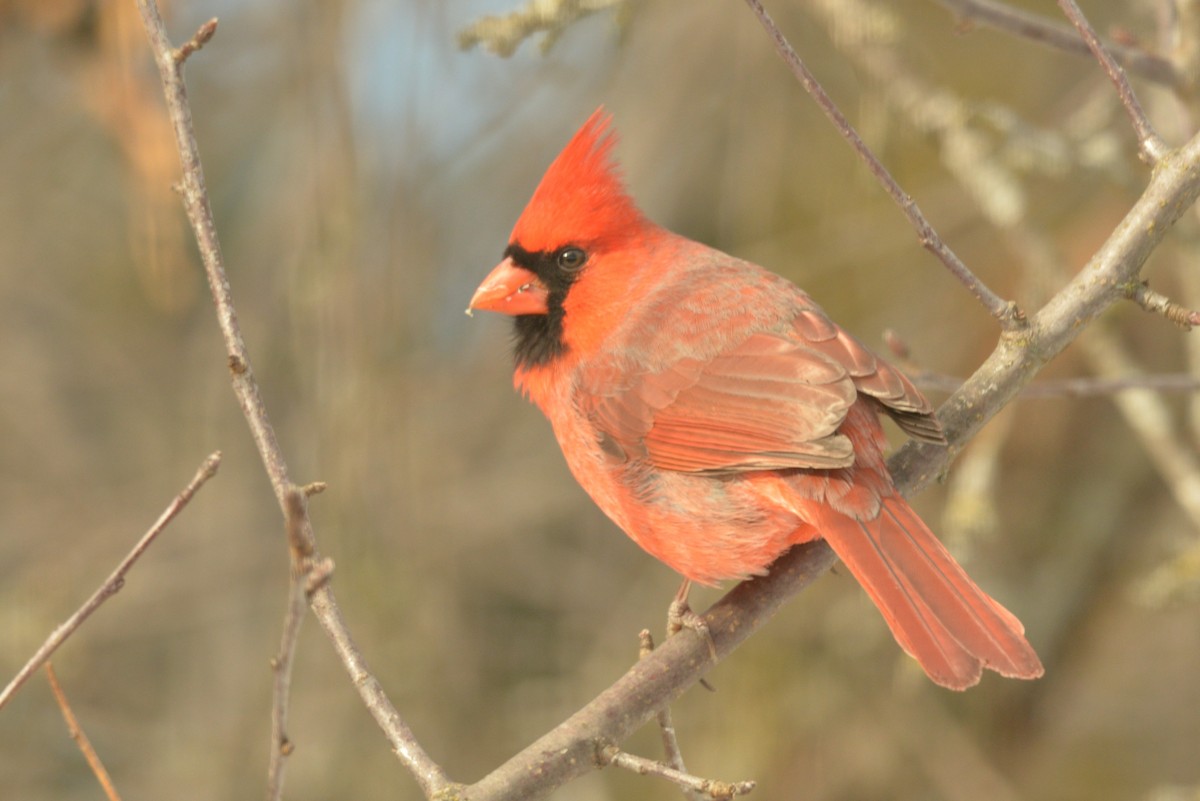 Northern Cardinal - ML627503880