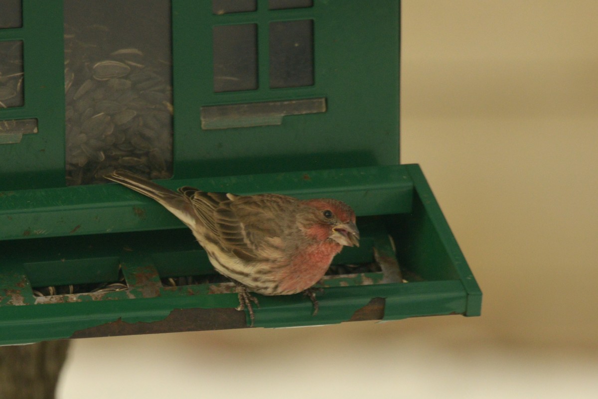 House Finch - ML627503887