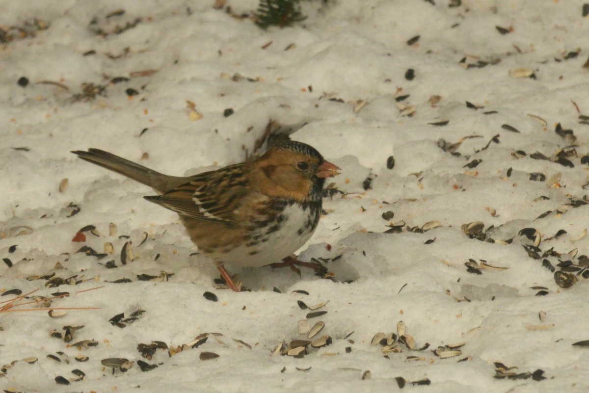 Harris's Sparrow - ML627503900