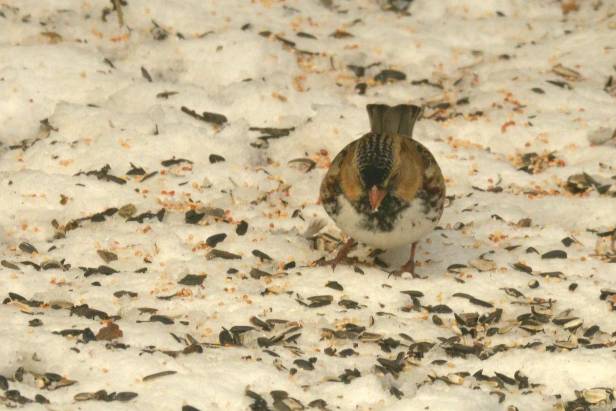 Harris's Sparrow - ML627503901