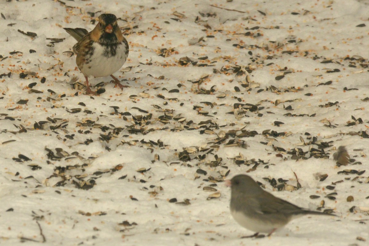 Harris's Sparrow - ML627503902