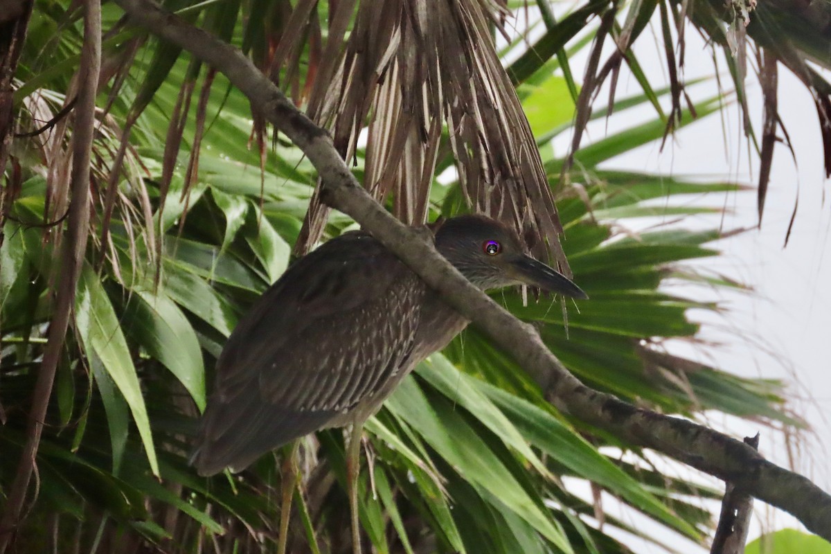 Yellow-crowned Night Heron - ML627503936