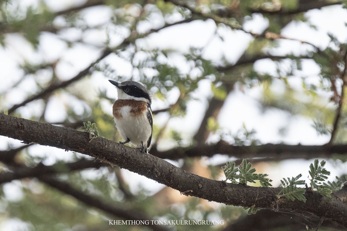 Pygmy Batis - ML627503945