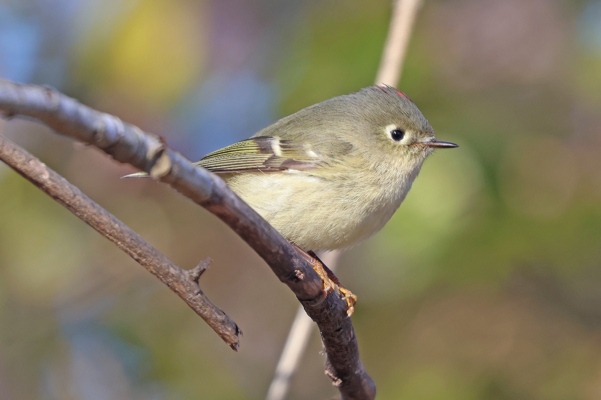 Ruby-crowned Kinglet - ML627503961