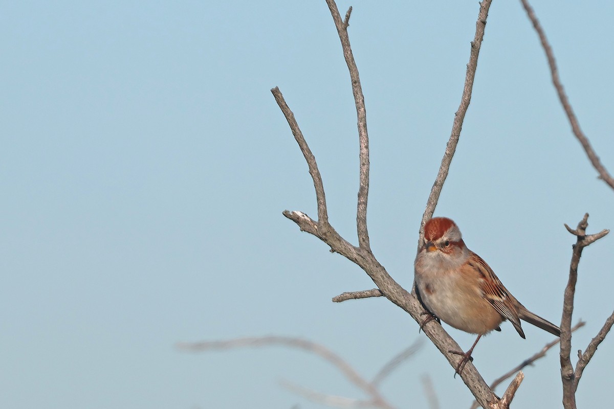 American Tree Sparrow - ML627503964