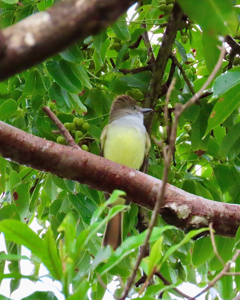 Brown-crested Flycatcher - ML627504004