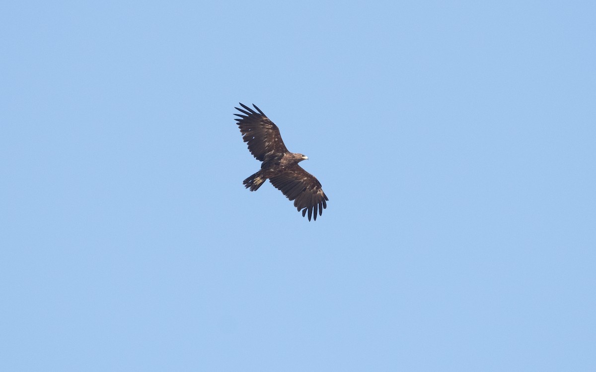 Greater Spotted Eagle - ML627504073
