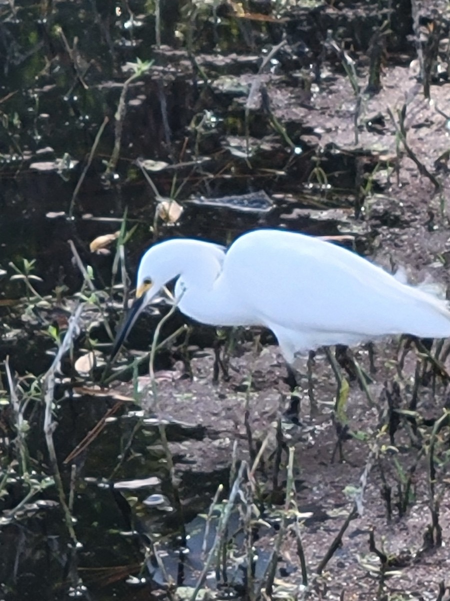 Snowy Egret - ML627504123