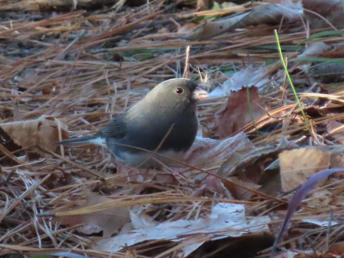 Dark-eyed Junco - ML627504148
