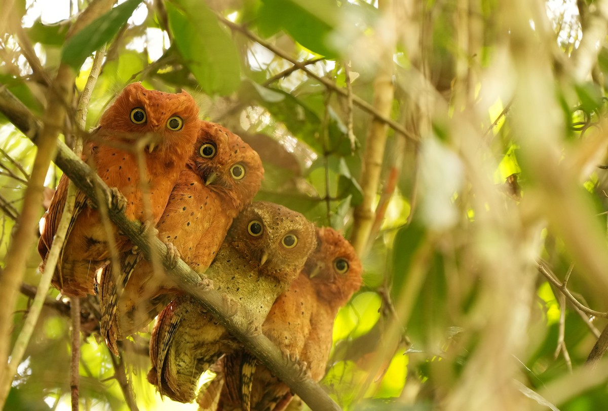 Sokoke Scops-Owl - ML627504172