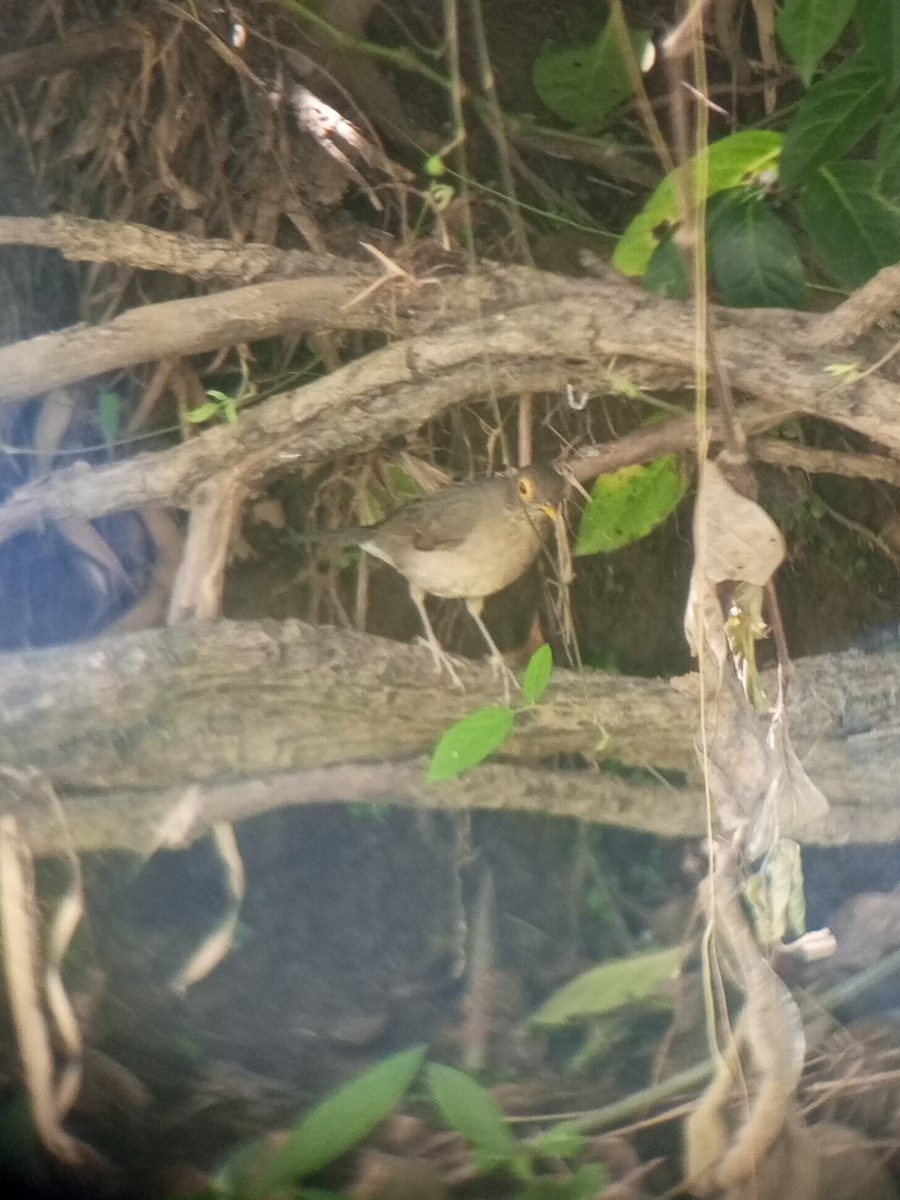 Spectacled Thrush - ML627504203