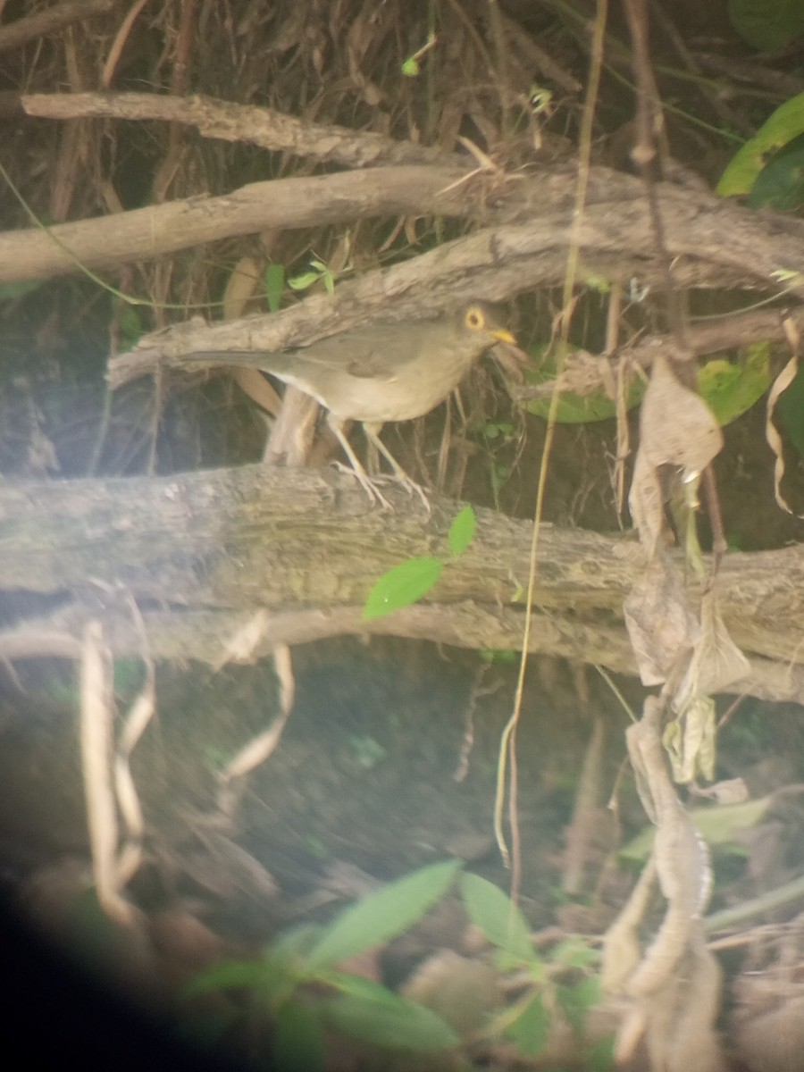 Spectacled Thrush - ML627504204