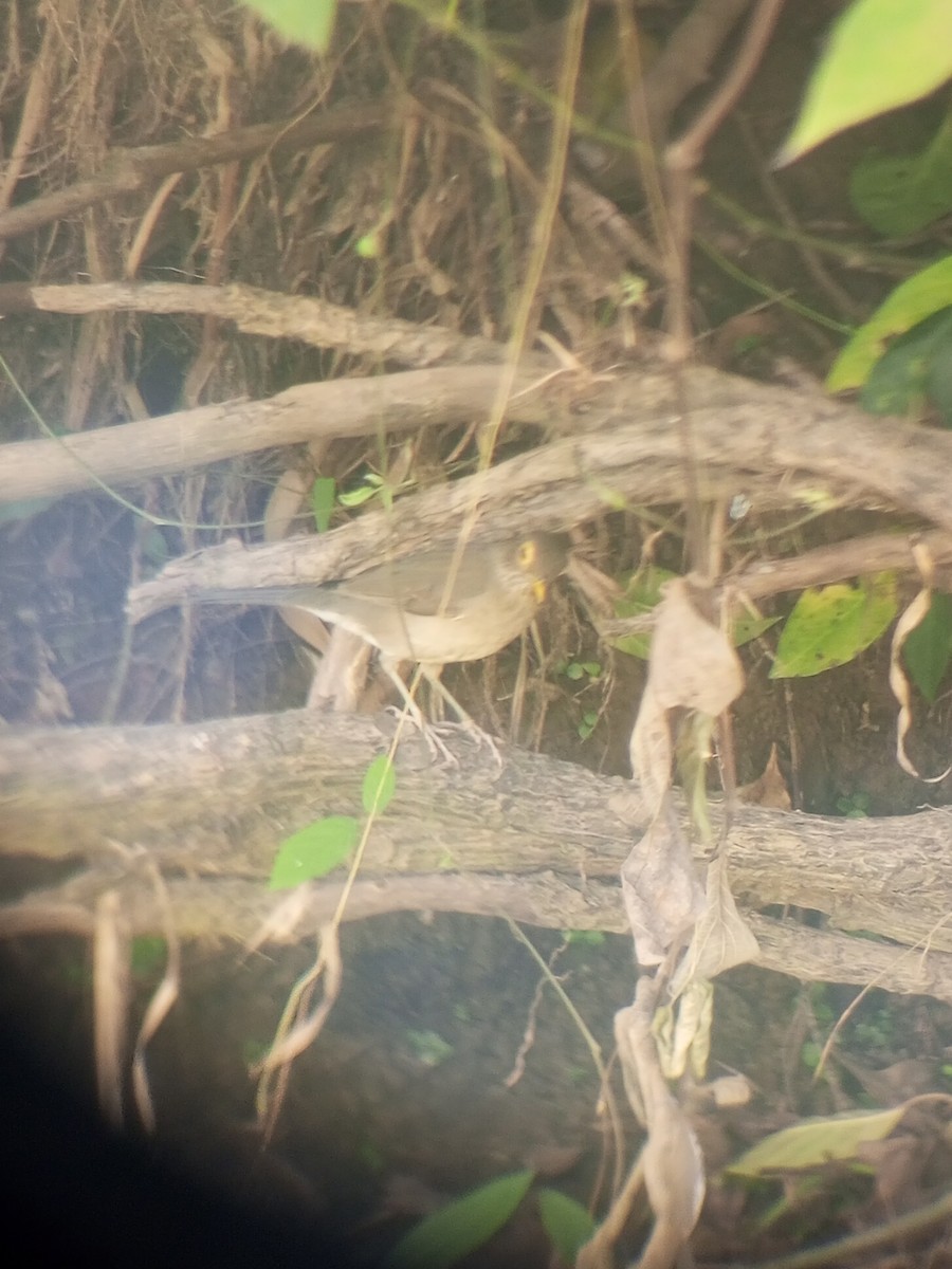 Spectacled Thrush - ML627504205