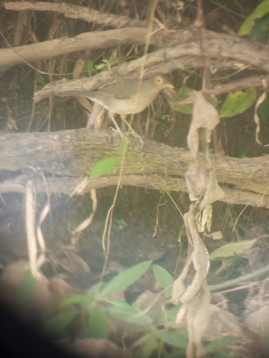 Spectacled Thrush - ML627504206