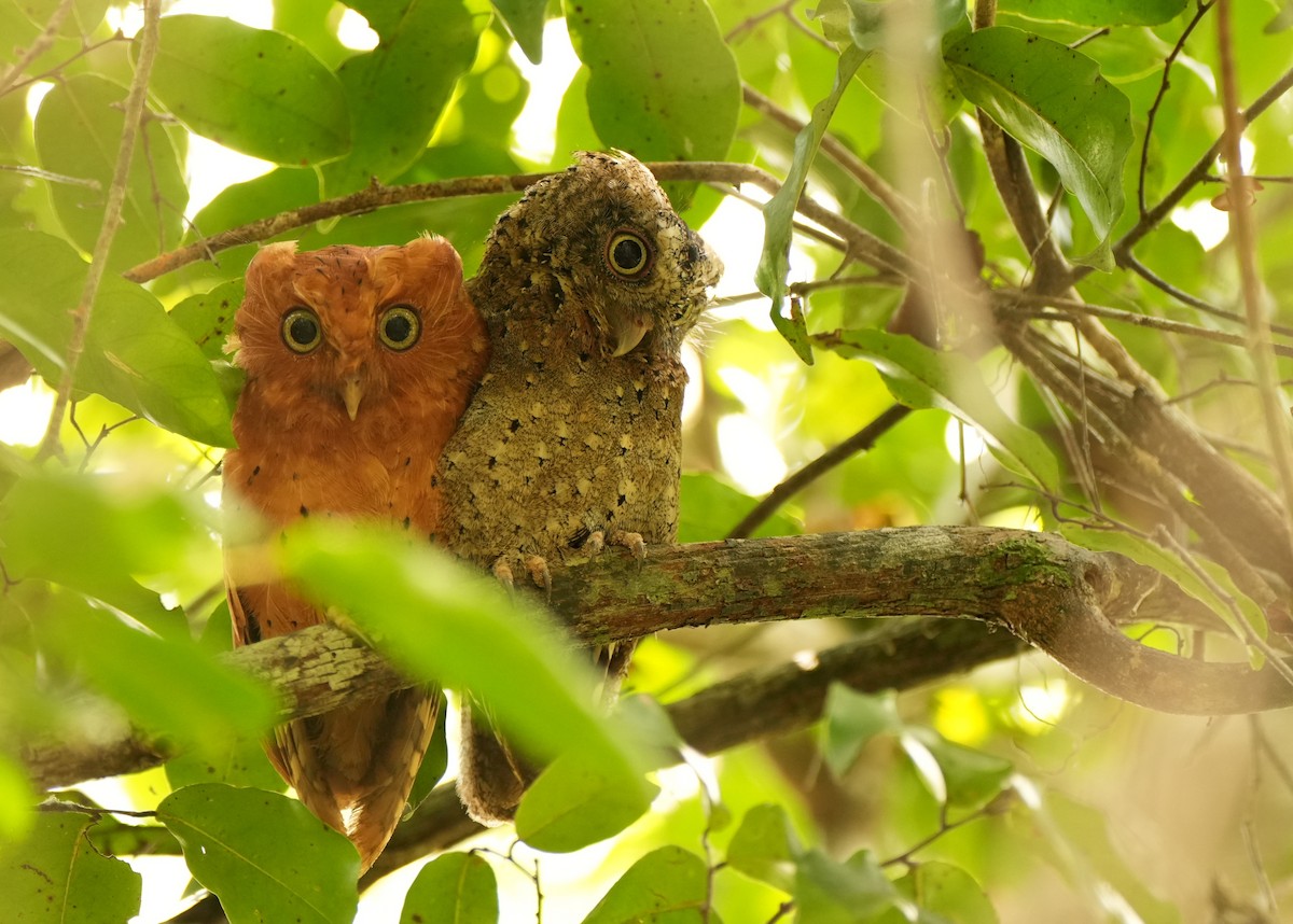 Sokoke Scops-Owl - ML627504234