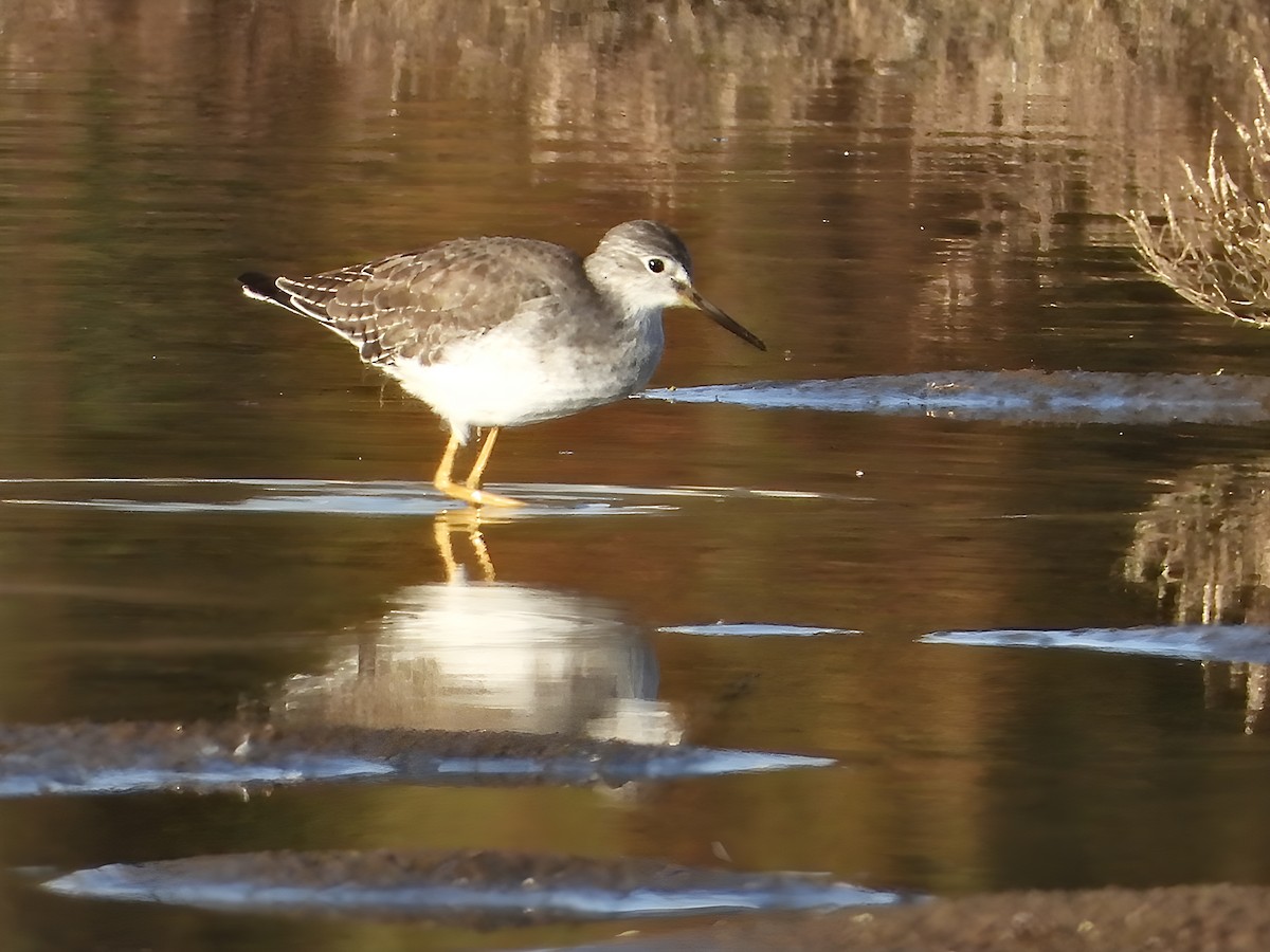 Lesser Yellowlegs - Juanjo Cipriano