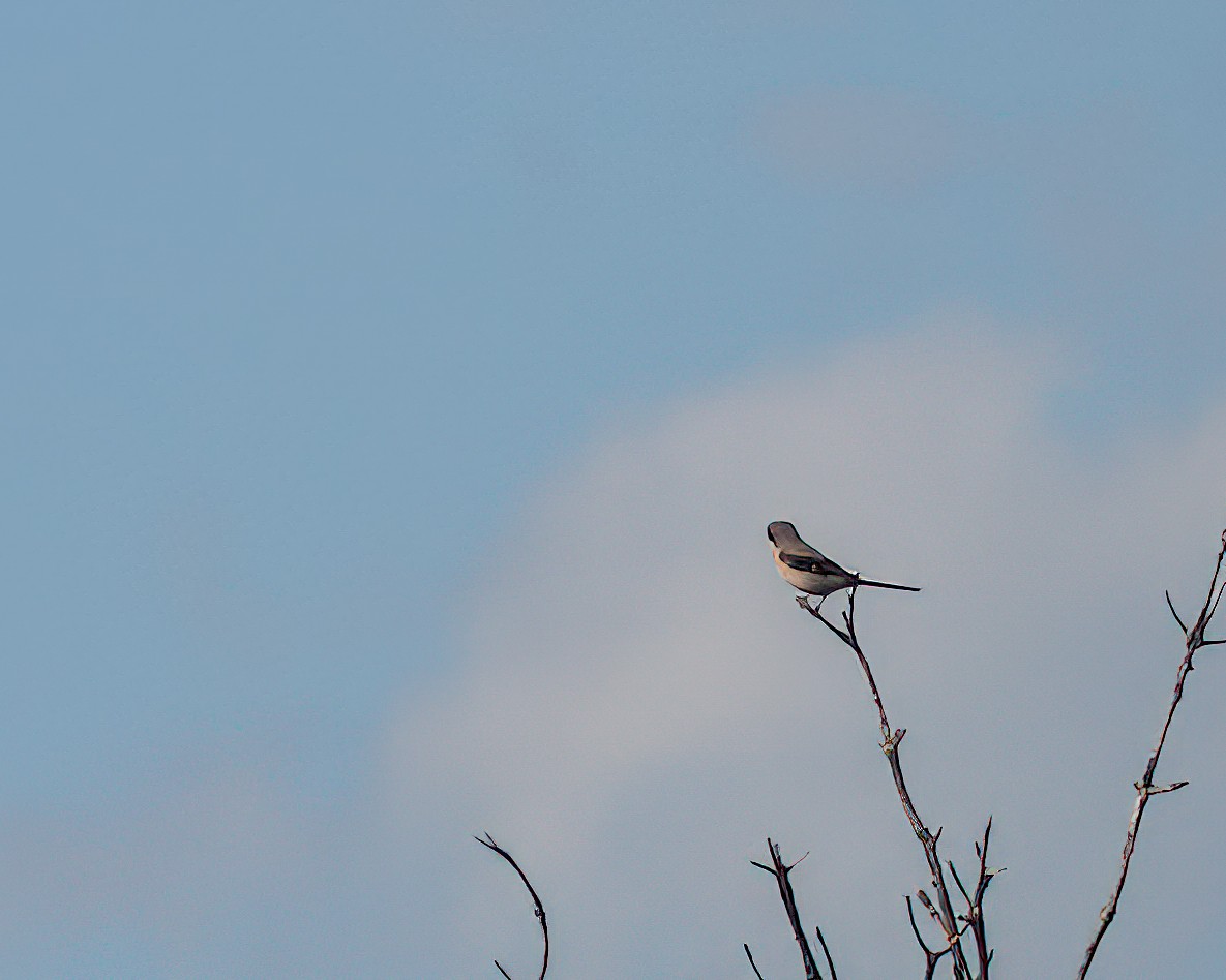 Iberian Gray Shrike - ML627504460