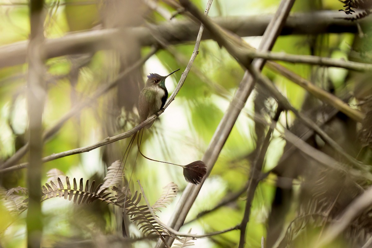 Marvelous Spatuletail - ML627504516