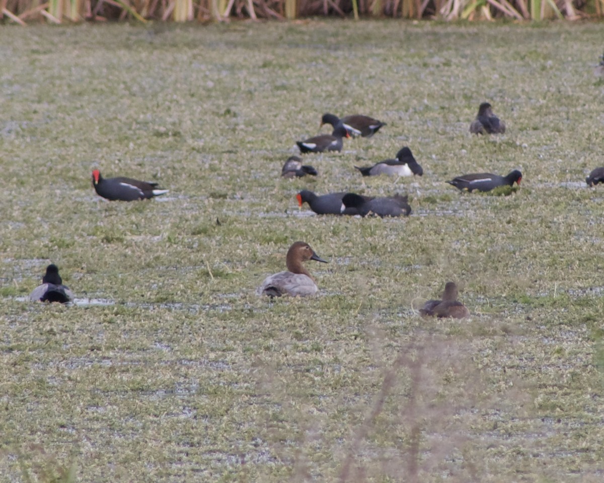 Canvasback - ML627504532