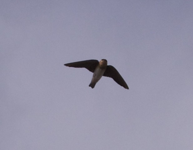 Cave Swallow - ML627504543