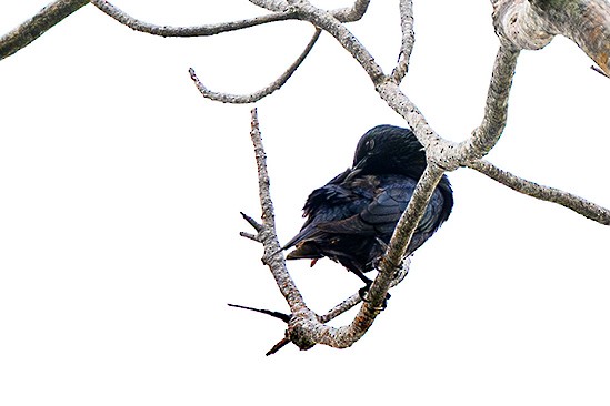 Asian Glossy Starling - ML627504550