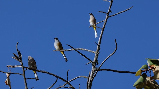 Gray Silky-flycatcher - ML627504671