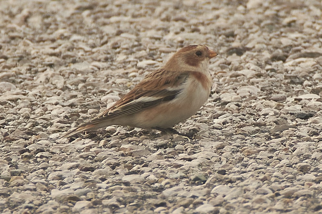 Snow Bunting - ML627504778