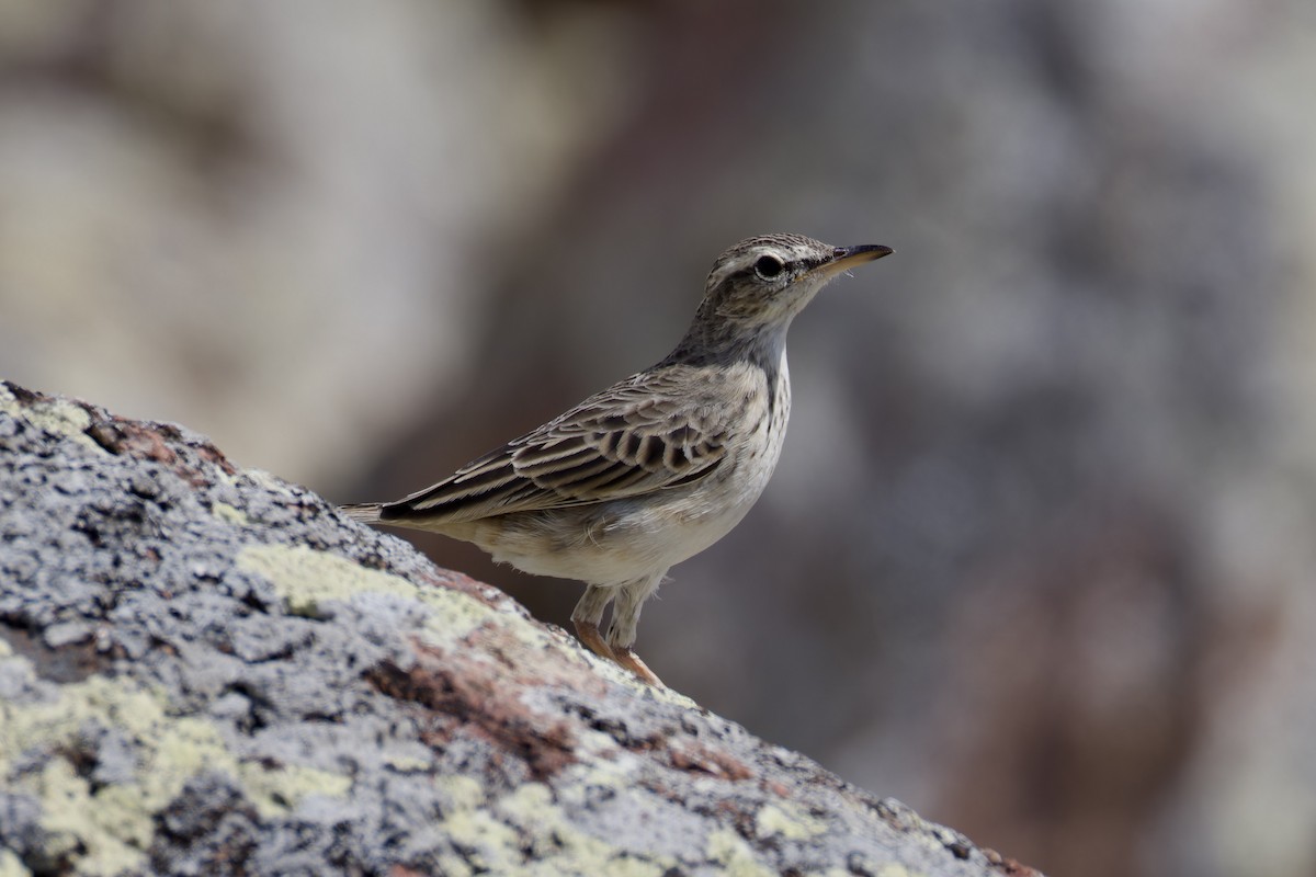 Long-billed Pipit (Socotra) - ML627504897