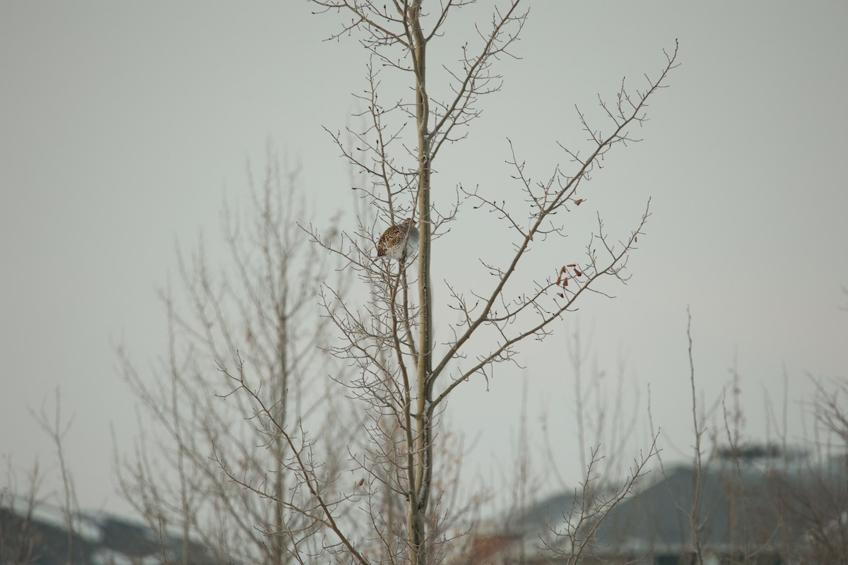 Sharp-tailed Grouse - ML627504903