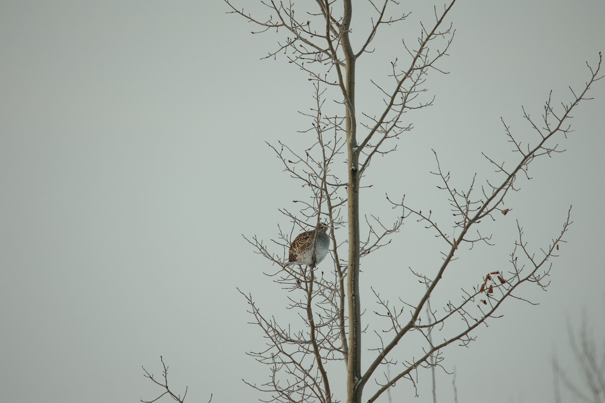 Sharp-tailed Grouse - ML627504904