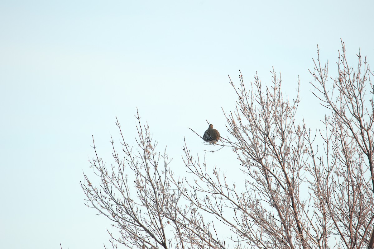 Sharp-tailed Grouse - ML627504905