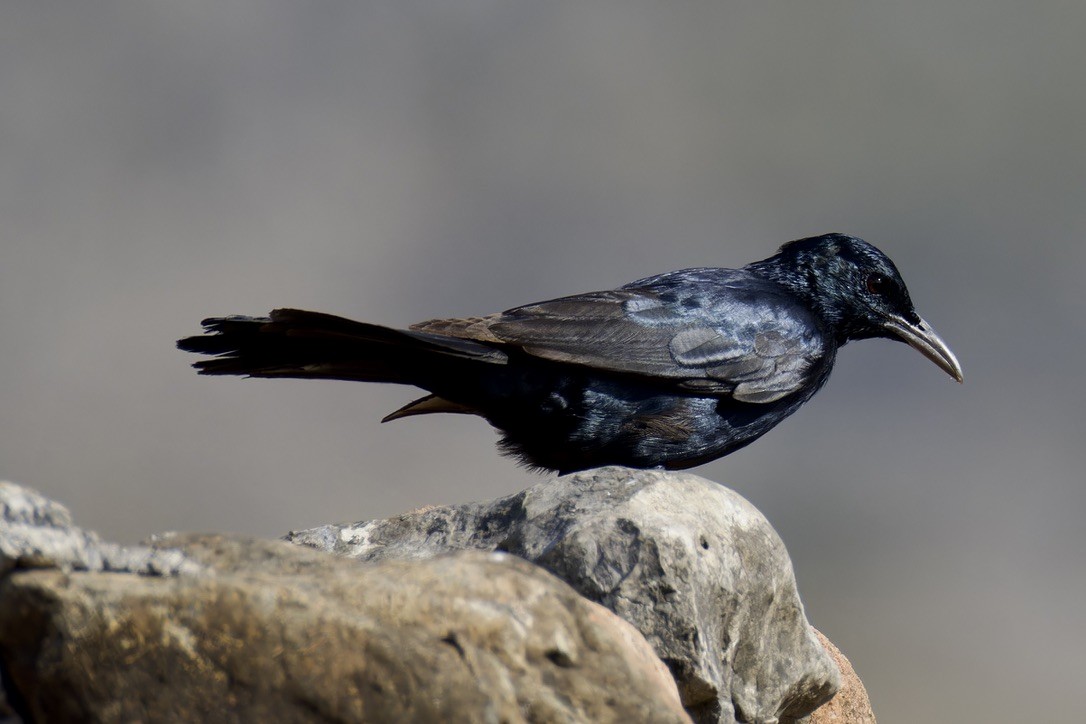 Socotra Starling - ML627505068
