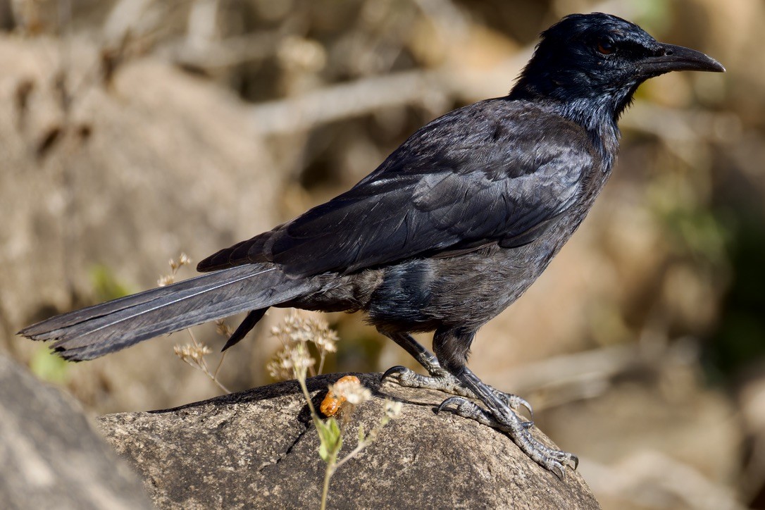 Socotra Starling - ML627505071