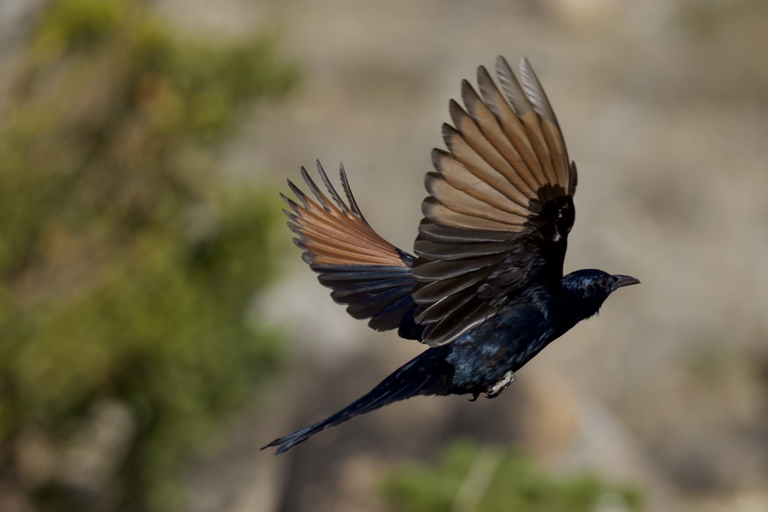 Socotra Starling - ML627505072