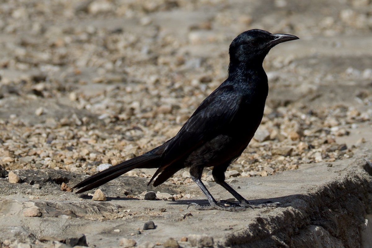 Socotra Starling - ML627505084