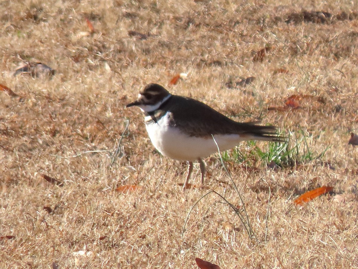 Killdeer - ML627505096