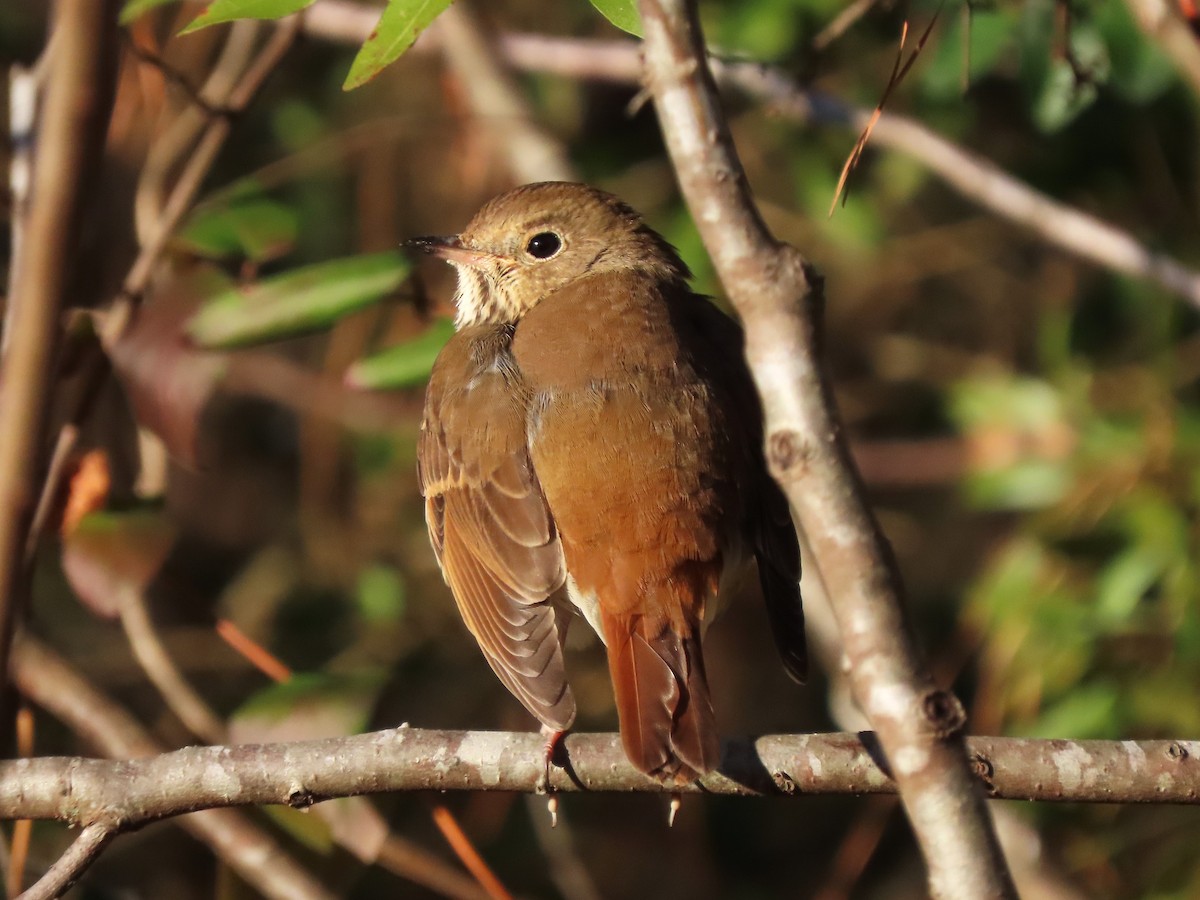 Hermit Thrush - ML627505106