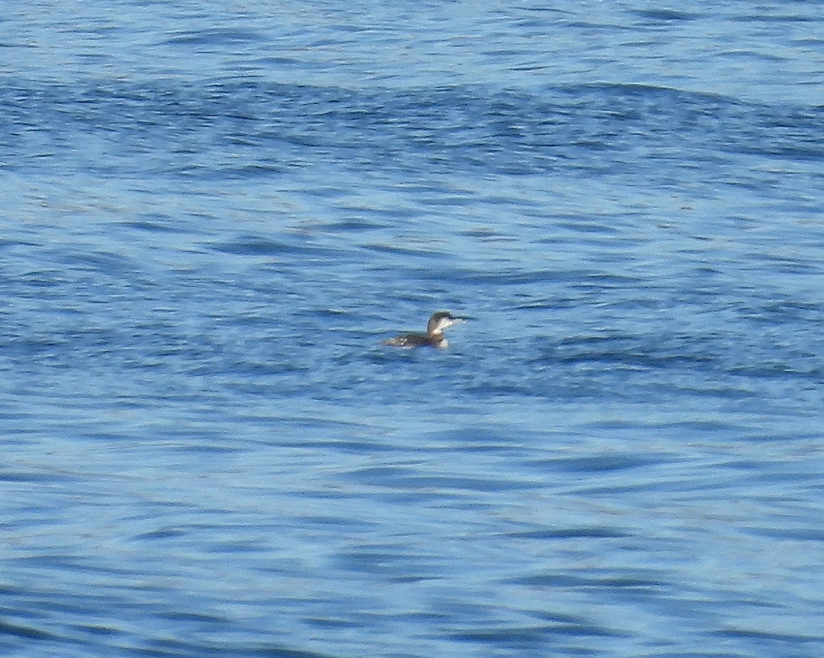 Common Loon - ML627505151