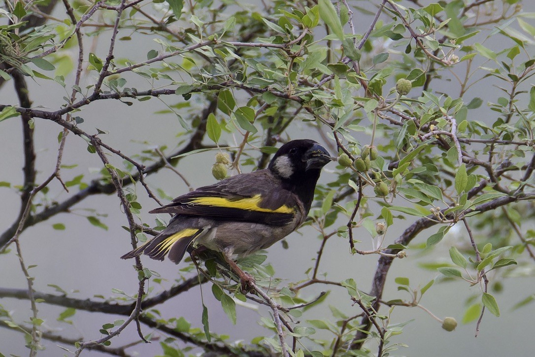 Socotra Grosbeak - ML627505160