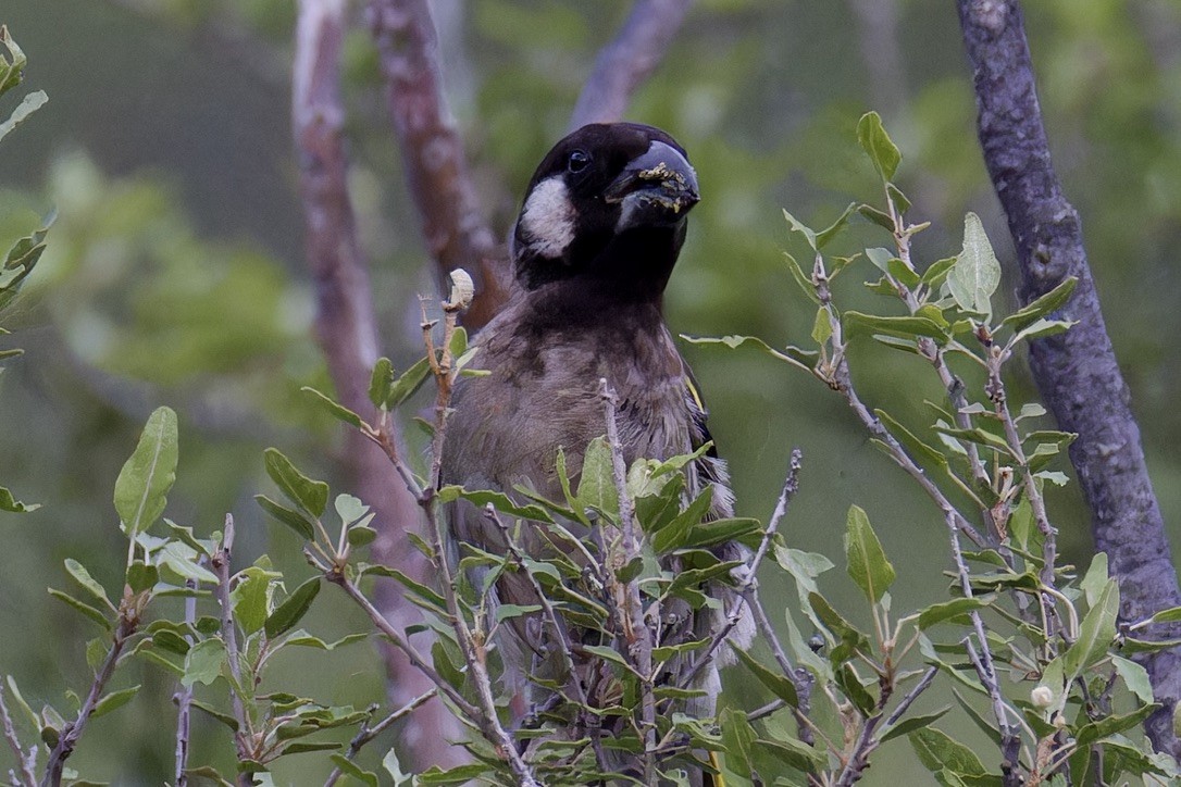 Socotra Grosbeak - ML627505162