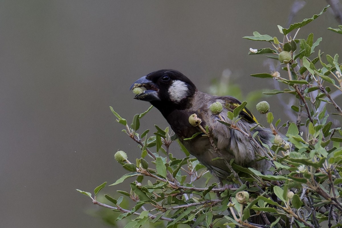 Socotra Grosbeak - ML627505164